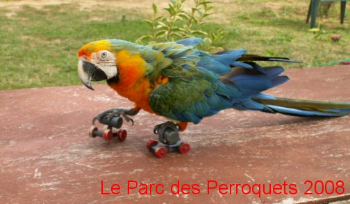 Saphir la nouvelle �toile du patinage artistique